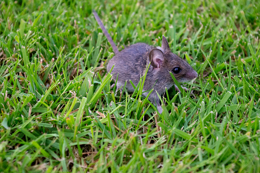 Common baby house mouse in grass