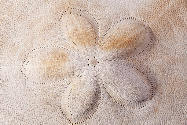 background of seashell of armor of the sea urchin macro background of seashell of armor of the sea urchin macro sand dollar stock pictures, royalty-free photos & images