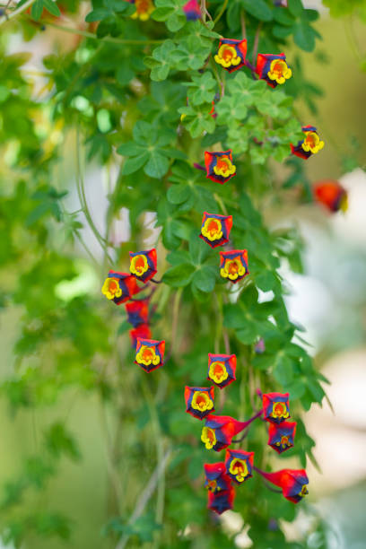 Three-coloured Indian cress. Tropaeolum tricolor