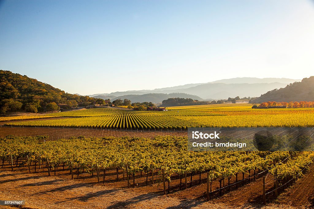 Napa Valley Napa Valley vineyards Napa Valley Stock Photo