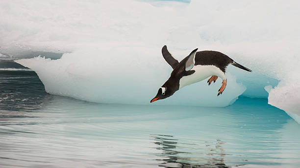 Gentoo Penguin jumping in the water Gentoo Penguin jumping in the water from iceberg in Antarctica gentoo penguin photos stock pictures, royalty-free photos & images