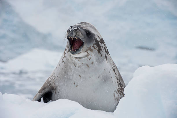 istock Crabeater seals on the ice. 517347846