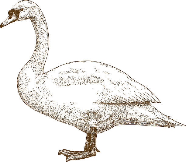 ilustraciones, imágenes clip art, dibujos animados e iconos de stock de grabado ilustración de cisne - cisne blanco comun