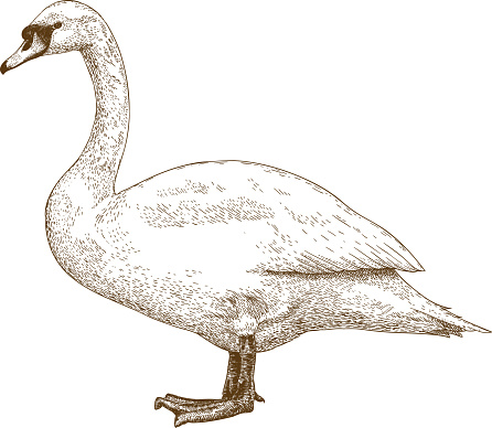 Vector antique engraving illustration of swan isolated on white background