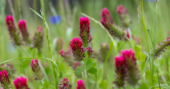 Beautiful red clover in spring