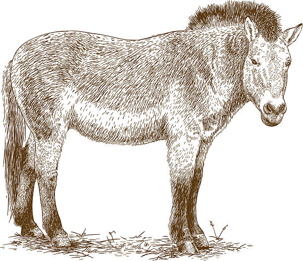 engraving illustration of Przewalski horse Vector antique engraving illustration of Przewalski horse isolated on white background west china stock illustrations