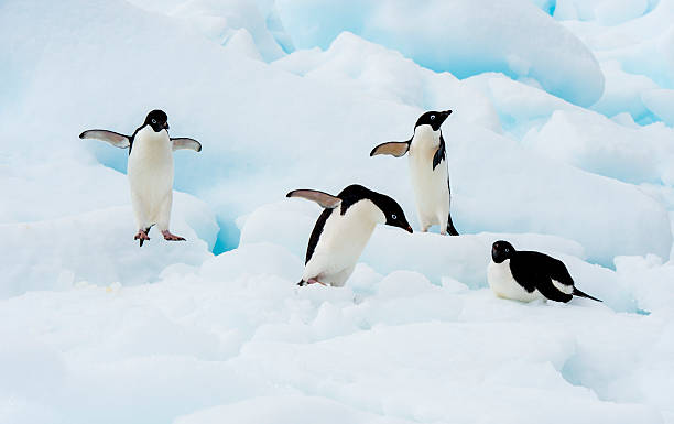 istock Adelie Penguin on an Iceberg 517348924