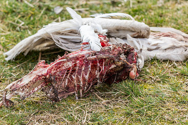 мертвого лебедя - accident animal bird animal body стоковые фото и изображения