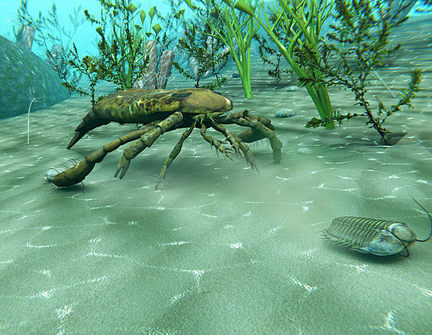 eurypterus persiguiendo trilobites - ordoviciense ilustraciones fotografías e imágenes de stock