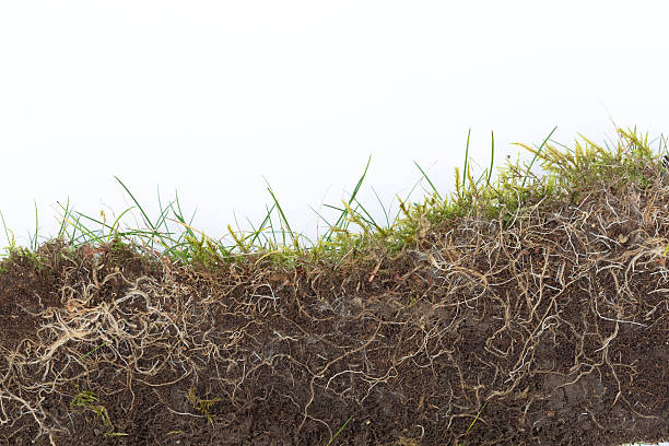 istock grass roots lawn section in soil with white background 517349226