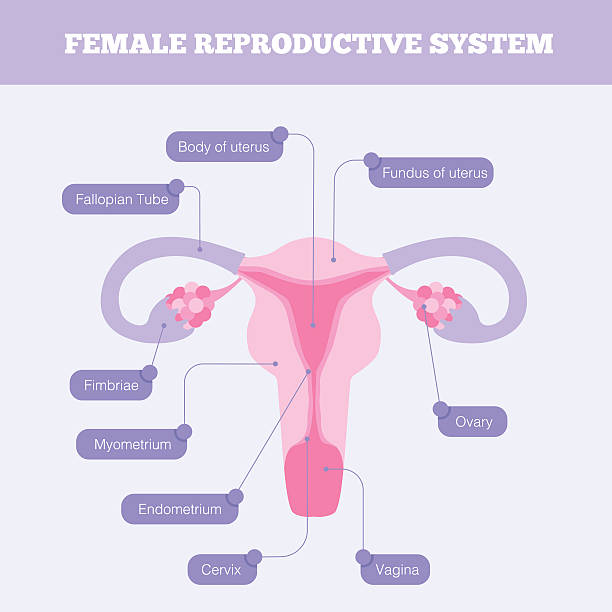 Female Rep Baarmoederslijmvlies Illustraties en vectorbeelden - iStock