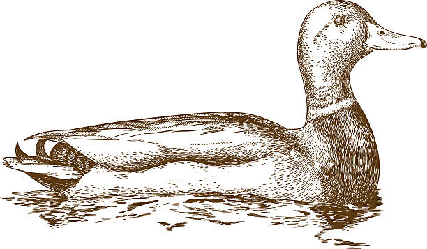 engraving illustration of mullard duck - ördek su kuşu stock illustrations