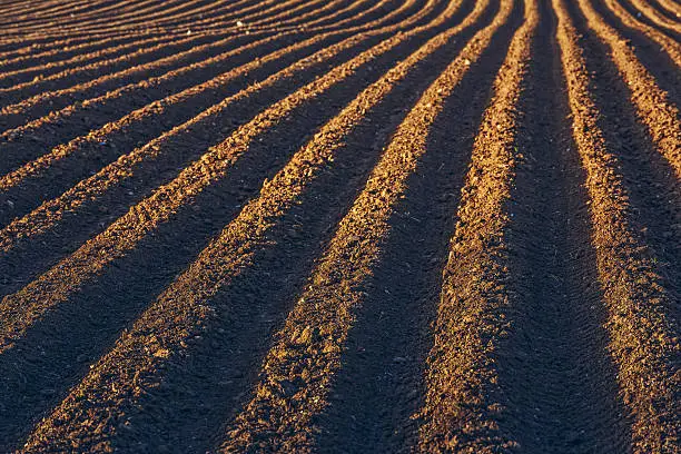 Photo of Rows pattern in a plowed field