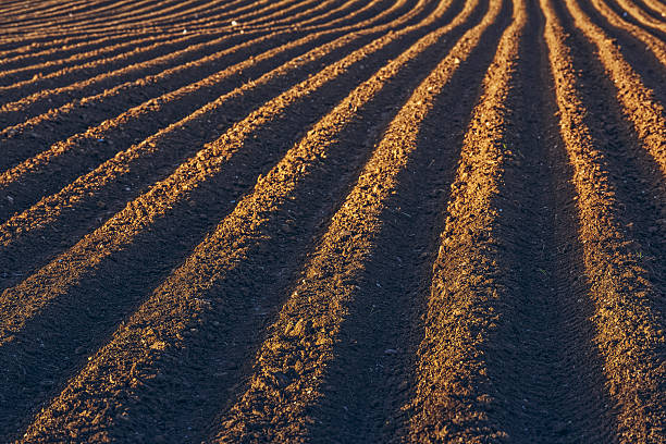 ряды рисунком в пахотная земля - cultivated land farm land plowed field стоковые фото и изображения