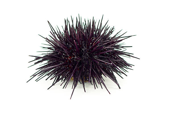 Red Sea Urchin Red sea urchin. sea urchin stock pictures, royalty-free photos & images