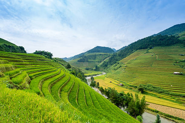 istock Rice Farm in Vietnam 517349790
