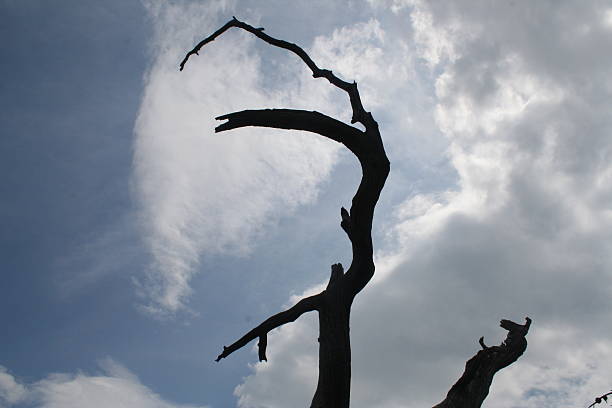 istock barren tree against the cloudy sky 517349830