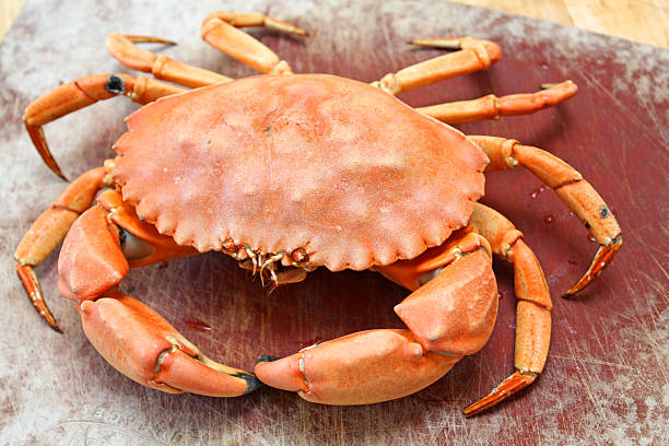 istock Florida Stone Crab, Menippe Mercenaria 517350100