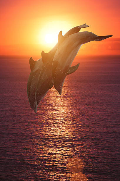 istock group of jumping dolphins at sunset 517350352
