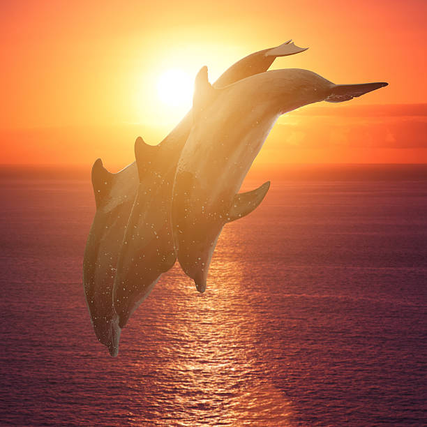 istock group of jumping dolphins at sunset 517350366