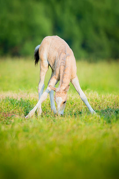 Foal eating grass Welsh foal eating grass in field welsh pony foal stock pictures, royalty-free photos & images