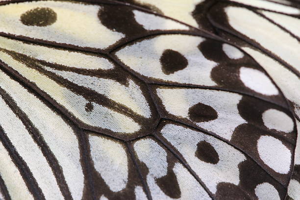 istock Macro close up of a Large Tree Nymphs butterfly wing 517359507