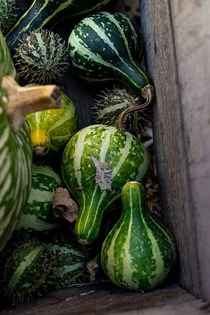 autumn pumpkins in a wood box, top view