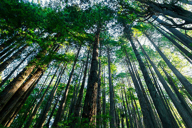 istock Morning in Sequoia National Park 517359709