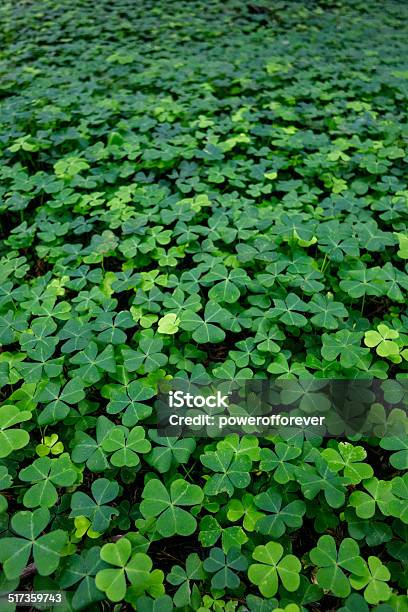 Forest Clover Background Stock Photo - Download Image Now - Backgrounds, Clover, Clover Leaf Shape
