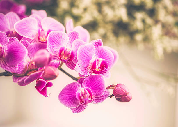 istock Delicate Pink Orchid with Baby's Breath 517360215