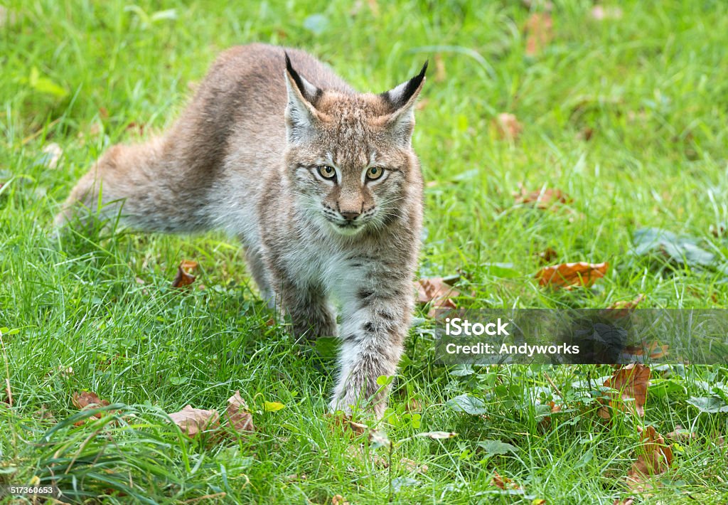 Junge Eurasischer Luchs - Lizenzfrei Eurasischer Luchs Stock-Foto