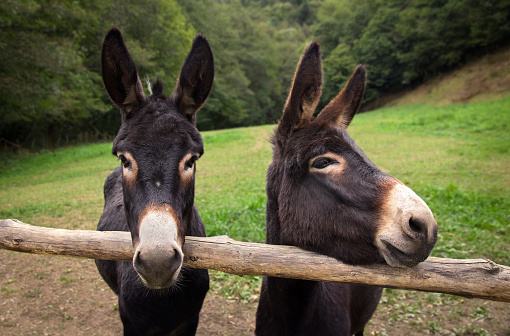 two Spanish donkeys pose for the camera