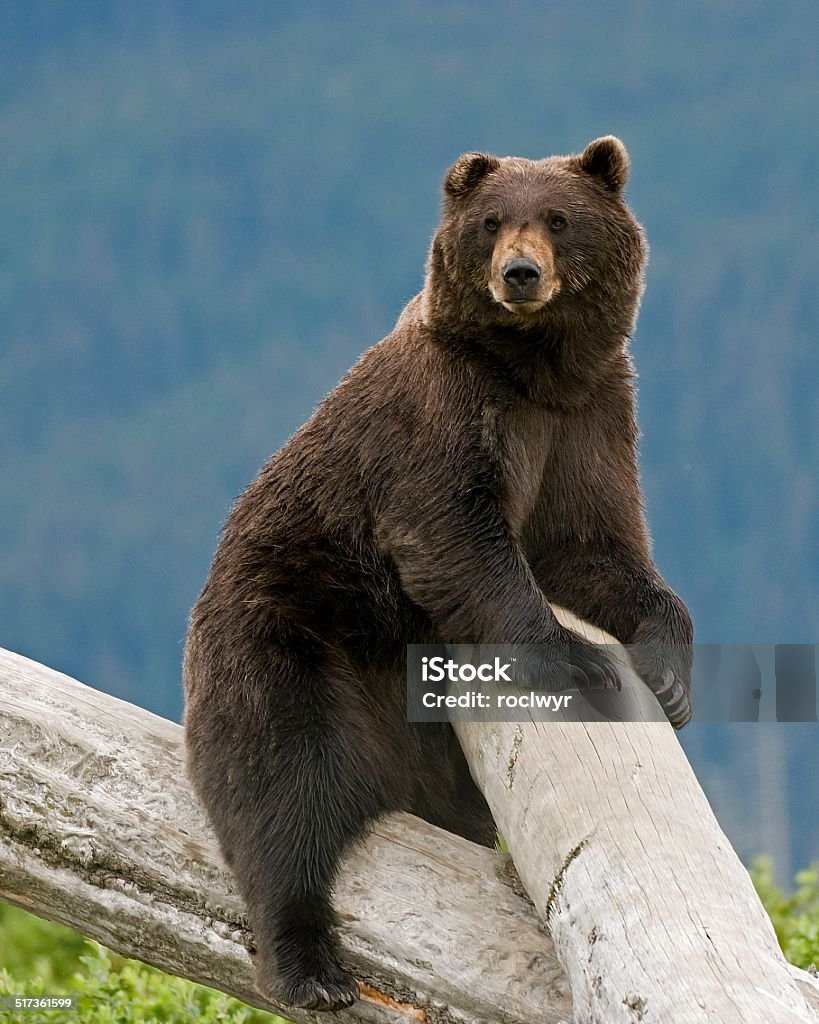 Alaskan Brown Bear On A Log Alaskan Brown Bear at Alaskan Conservation Center Kodiak Brown Bear Stock Photo