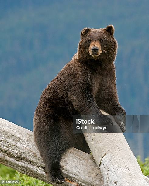 Alaskan Brown Bear On A Log Stock Photo - Download Image Now - Kodiak Brown Bear, Alaska - US State, Animal