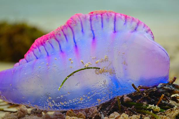 istock Caribbean purple jelly fish 517362087
