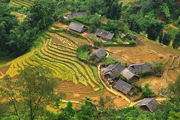 рисовые поля террасами - laos hut southeast asia shack стоковые фото и изображения