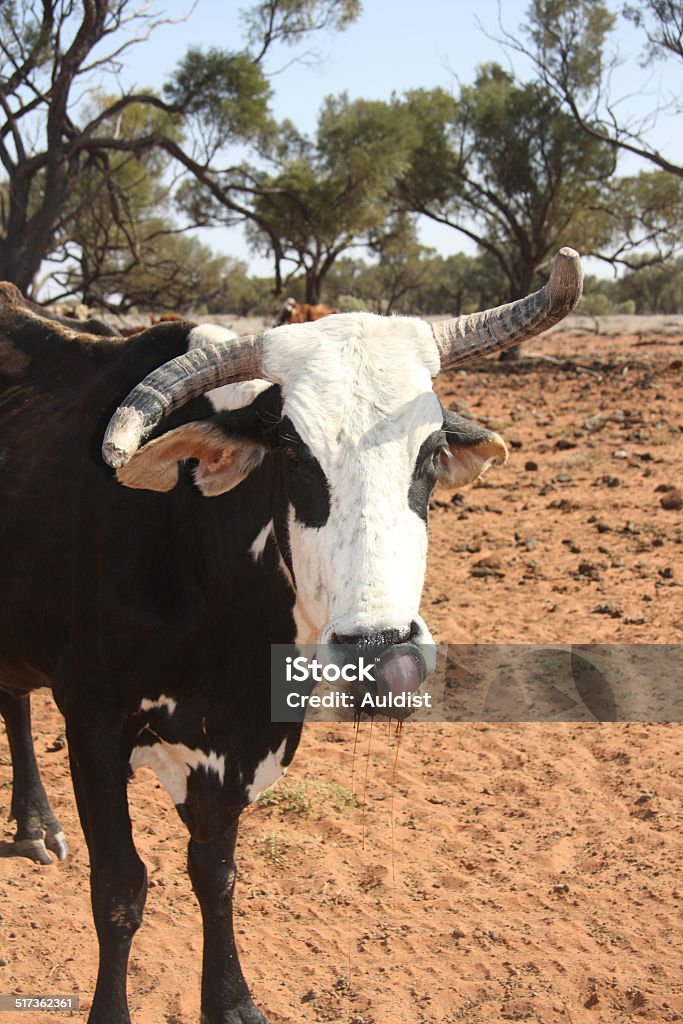 Cow With Wonky Horns Licking Its Nose Stock Photo - Download Image Now - Cow, Imbalance, Animal Mouth - iStock Cow With Wonky Horns Licking Its Nose Stock Photo - Download Image Now - Cow, Imbalance, Animal Mouth - iStock