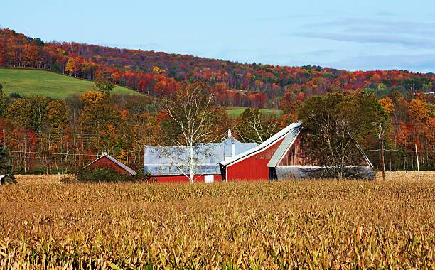 istock Rural New York landscape in Autumn 517362389