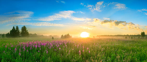 istock landscape with the sunrise, a blossoming meadow  panorama 517363669