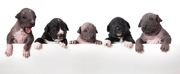 istock Mexican xoloitzcuintle puppies 517364413
