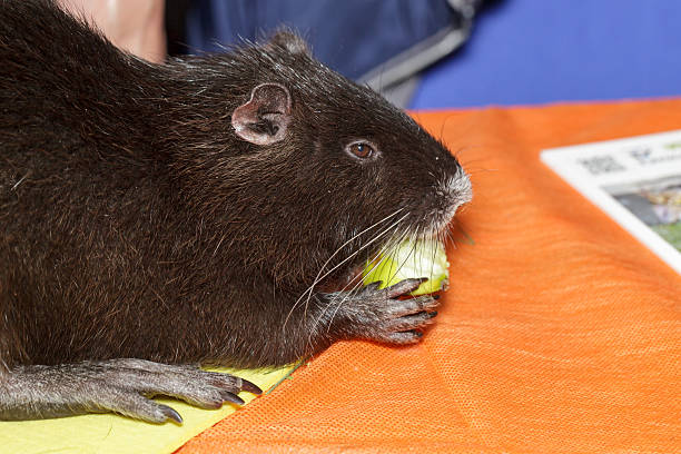 Closeup with nutria holding a piece of food in hands, eating carrot and enjoying sunshine between the stones by the pond. Wild animal funny eating wiggling long whiskers
