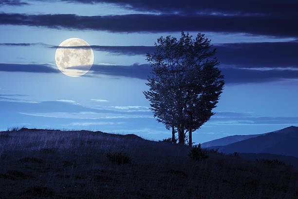 istock trees near valley in mountains  on hillside at night 517364761