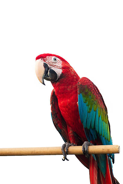 istock Green-winged Macaw Ara chloropterus red birds isolated on white background 517365031