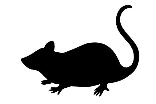 A black rat silohuette with a clipping path.