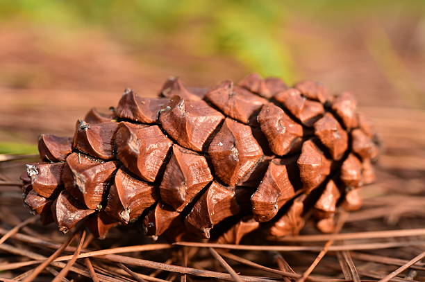 istock pine cones on the ground in pine forest 517366837