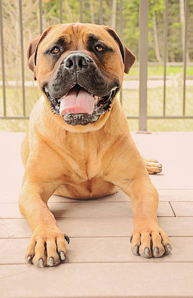 istock Bullmastiff dog laying on a patio 517366853