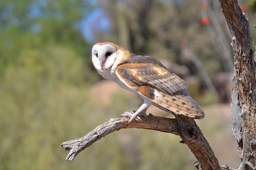 barn owl on bare branch