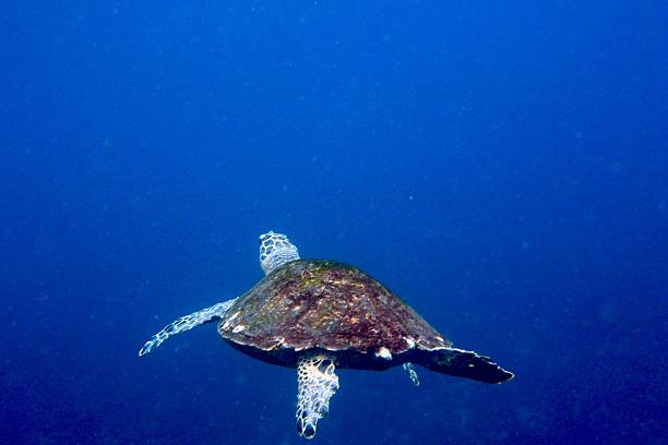 istock Green turtle swimming in the deep 517368876