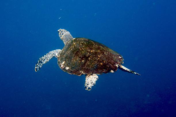 istock Green turtle swimming in deep blue water with air bubbles 517368892