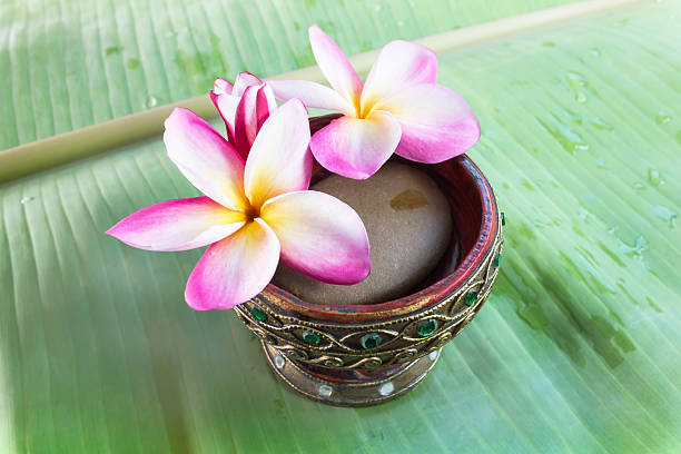 istock Beutiful pink flowers plumeria or frangipani ON LEAF 517369454